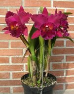 Blc.Chia Lin’’New City’JGP/96