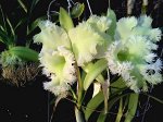 Blc.Golf Green Hair pig