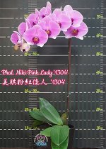 Phal Miki Pink Lady 1304