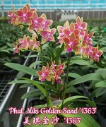 Phal Miki Golden Sand