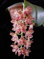 P.gigantea x sib