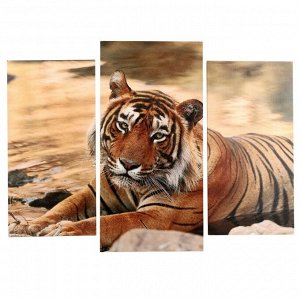 Модульная картина "Тигр у воды" (2-25х50, 30х60 см) 60х80 см