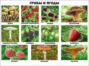 Плакат. грибы и ягоды