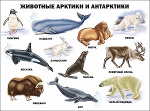 Плакат. животные арктики и антарктики