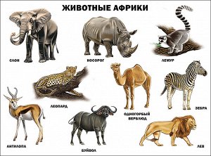 Плакат. животные африки