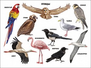 Плакат. птицы