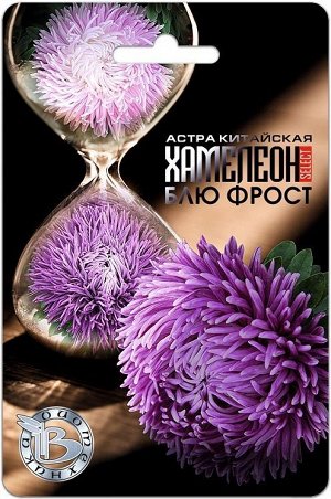 Астра китайская Хамелеон Селект Блю Фрост 30шт Биотехника