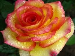 Амбианс Роза, привитые на шиповник,с закрытой корневой системой,готовые к высадке и цветению, с запущенными корнями и облиственные, смотрим фото