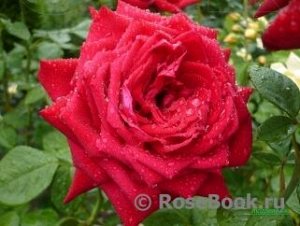 Бургунд Роза, привитые на шиповник,с закрытой корневой системой,готовые к высадке и цветению, с запущенными корнями и облиственные, смотрим фото