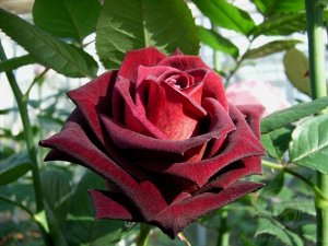 Вишня Роза, привитые на шиповник,с закрытой корневой системой,готовые к высадке и цветению, с запущенными корнями и облиственные, смотрим фото