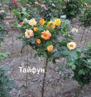 Тайфун Розы привитые на штамбе, первая прививка Шиповник( 2 года), Затем вторая прививка непосредственно сортовой розы( 2 года) Высота растения не менее полутора метров