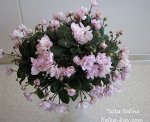 Детка сенполии Taita Safina