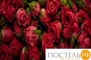 ПЛФЛ004-10862 Плед-покрывало "Розы любви", 145*220 см, Флис (100% полиэстер), упаковка: БОПП пакет