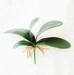 Лист орхидеи (из 5 листьев) Искусственные растения
