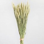 Тритикум (пшеница). Сухоцвет