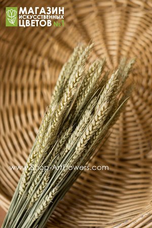 Тритикум (пшеница). Сухоцвет