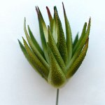 Эхеверия. Искусственное растение