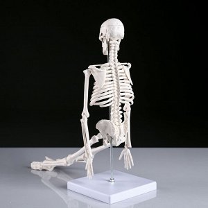 Макет "Скелет человека" 45см
