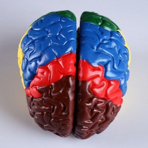 Макет "Мозг человека" 16*15см