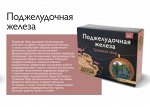 Травяной сбор &quot;Поджелудочная железа&quot;, 100г