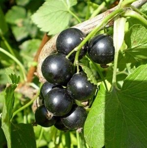 Софья Ягода крупная, черная, блестящая, вкус кисло-сладкий, приятный. Урожайность очень высокая. Сорт ранний, зимостойкий, устойчивый к галловой тле, почковому клещу, рябухе.