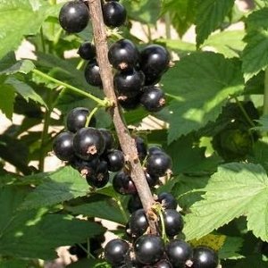 Экзотика Пожалуй, одним из самых крупноплодных сортов сегодняшнего дня считается Экзотика. Ароматные ягоды, преимущественно одномерные, имеют округлую форму черного цвета, блестящие, с тонкой кожицей,
