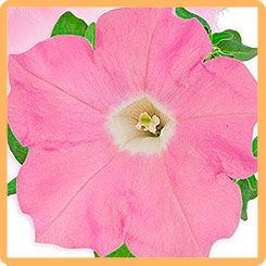 Петуния многоцветковая Пендолино светло-розовая F1
