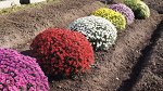 Комплект из 10 черенков разных расцветок