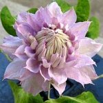 Клематис  Belle of Woking