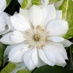 Клематис  Duchess of  Edinburgh
