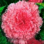 Бегония Fimbriata Pink (Hollands)