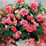 Бегония Pendula Pink