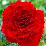 Бегония Fimbriata Red (Hollands)