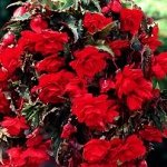 Бегония Pendula Cascade Red (Hollands)