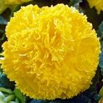 Бегония Fimbriata Yellow (Hollands)