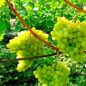 Виноград плодовый Августин