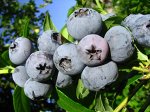 Голубика высокорослая Бонус