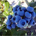 Голубика высокорослая Коллинс