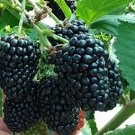 Ежевика Люкс Прайм Арк Фридом