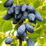 Жимолость съедобная Люкс Хонеби