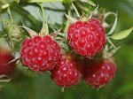 Малина нектарная (малино-поляничный гибрид)