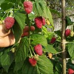Малина перспективные сорта (штамбовый тип куста) Канадская