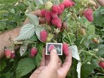 Малина перспективные сорта (штамбовый тип куста) Таруса