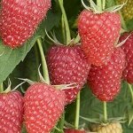 Малина ремонтантные сорта Атлант