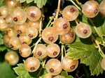 Смородина белая перспективные сорта Кремовая