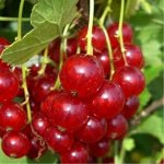 Смородина красная перспективные сорта Газель