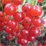 Смородина красная традиционные сорта Уральские Зори