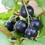Смородина черная перспективные сорта Селеченская - 2