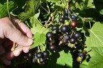 Смородина черная традиционные сорта Белорусская сладкая