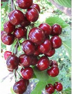 Черешня (в коробке) Аделина
